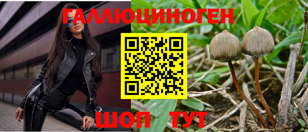 Галлюциногенные грибы Psilocybe Нягань